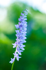 Blue flowers close-up. Macro photography of colors. Close-up on blurred greenery with copying of space, using as a background the natural landscape, ecology,