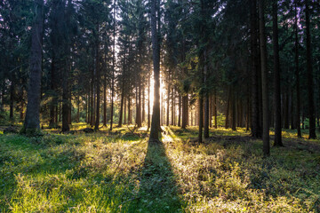 sunset in the green forest