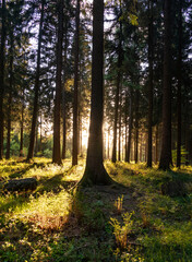 sunset in the green forest