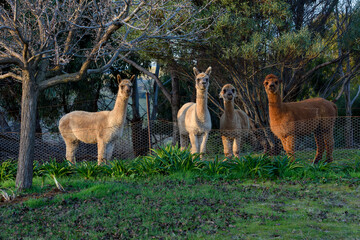 Friendly domestic pet llama in Country Victoria, Australia