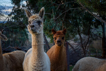 Friendly domestic pet llama in Country Victoria, Australia