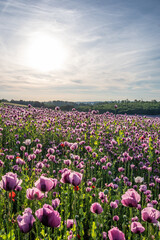 poppy flowers field in sunshine