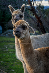 Fototapeta premium Friendly domestic pet llama in Country Victoria, Australia