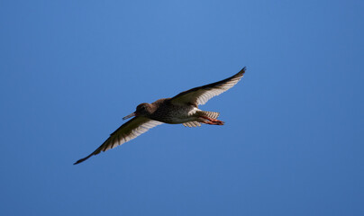 Rotschenkel im Flug