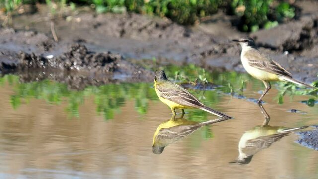 The western yellow wagtail bird taking a bath, Motacilla flava