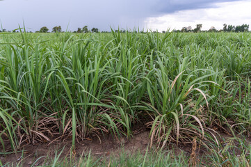 sugar cane field after the rain