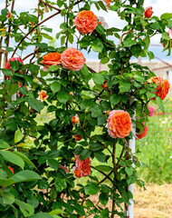 English rose bush with large flowers