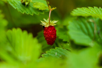Wild strawberry is a wild berry. Close-up on blurred greenery with copying of space, using as a background of the natural landscape, ecology. Macro photography,