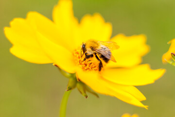 A bee on a yellow flower collects nectar. Close-up on a blurry background with copying of space, using the natural landscape and ecology as a background. Macro photography
