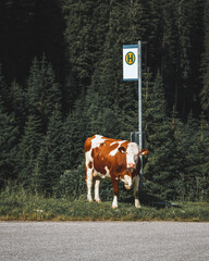 Kuh wartet an einer Bushaltestelle