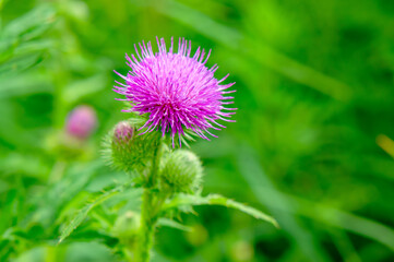 pink thistle flower close up on green nature background