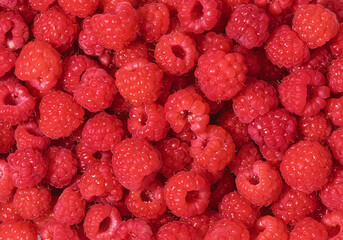 Ripe raspberries, colorful pattern of fresh red raspberries for background. Scarlet crimson field,...