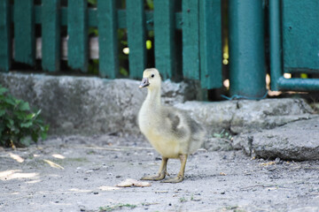 Small lonely goose walking outdoors , farm wildlife photo
