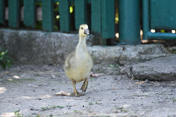 Small lonely goose walking outdoors , farm wildlife photo