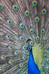 Obraz premium Closeup Image of a peacock dancing with its open feathers