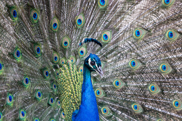 Fototapeta na wymiar Closeup Image of a peacock dancing with its open feathers