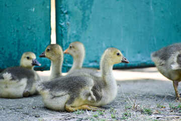 Small cute geese outdoors , farm wildlife photo