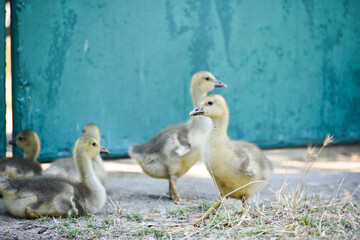 Small cute geese outdoors , farm wildlife photo