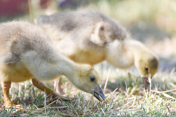 Small cute geese outdoors , farm wildlife photo
