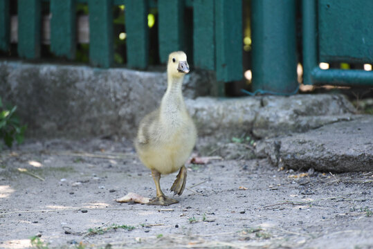 Small lonely goose walking outdoors , farm wildlife photo