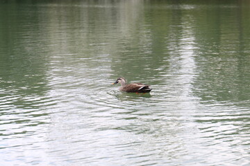 お出かけで見つけた動物達