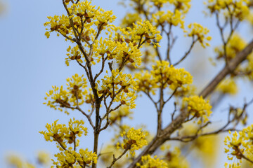 Yellow flower of cornus officinalis,  Japanese cornelian cherry