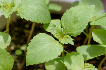 Pot seedlings of Green Shiso, Perilla frutescens var. crispa