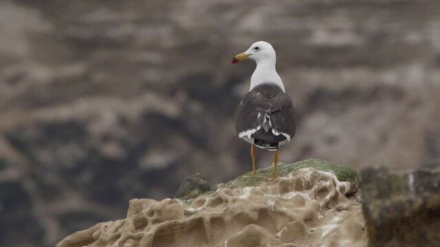Belcher's Gull Perched On Rock Before Flying Away. Locked Off