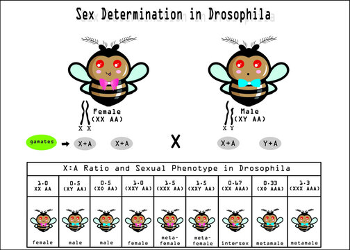 sex determination in drosophila. Sex in drosophila determined by genic balance mechanism.