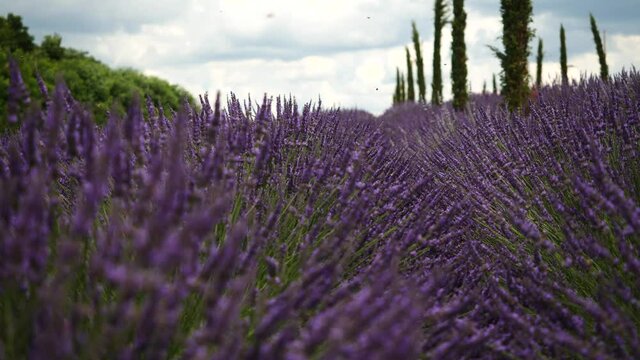 Lavender Field Full Of Flying Bee's And Bumblebee's