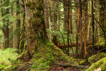 Green mossy forest in Nagano Prefecture, Japan.