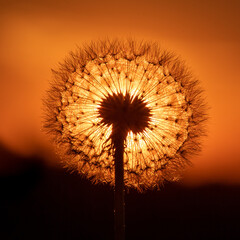 A dandelion seed head against the sunset