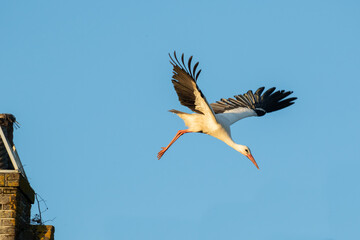 White Stork taking off from a chimney