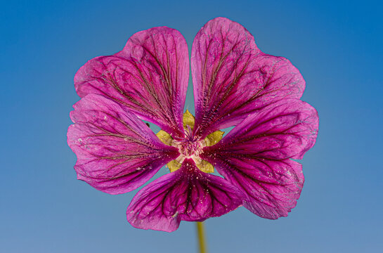 Close-up image of an isolated pink common mallow flower