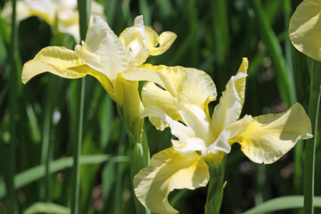 Yellow and white siberian iris flower