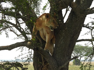 Obraz premium lions in the serengeti