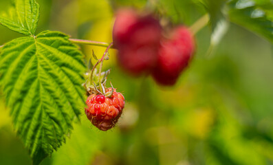 Fresh organic raspberry fully ripe  in garden