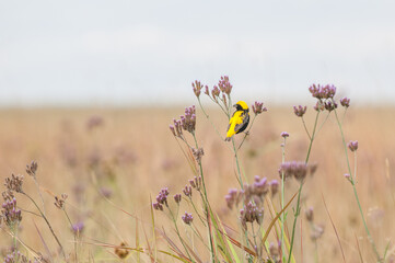 Yellow Bishop on a Flower Stem