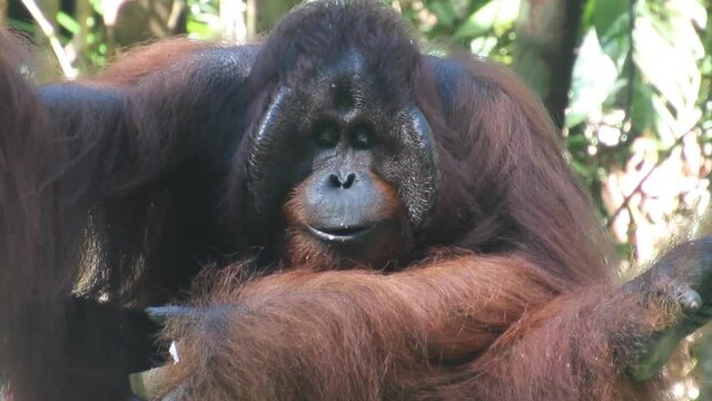 Bornean orangutan Pongo pygmaeus in Semenggoh Nature Reserve