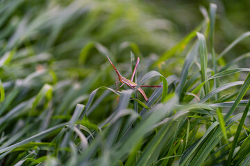 Grasshopper on a blade on the grass