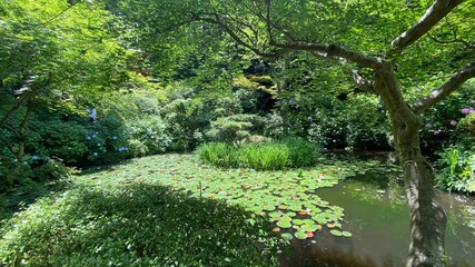 pond in the garden