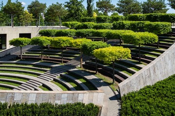 Formed oaks on terraced amphitheater in public landscape city park 