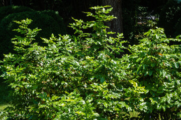 Large bushes of Mahonia aquifolium or Oregon grapes on blurred dark background in spring garden. Selective focus. Landscaped garden. Wonderful natural backdrop for any idea. There is place for text