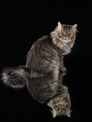 Fototapeta na wymiar Scottish tabby cat on black background with reflection. Pet in the studio. 