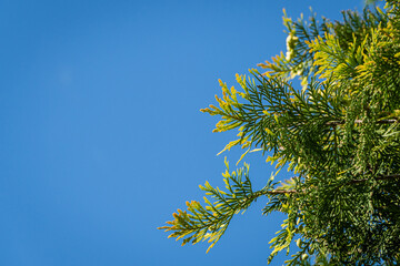 Branch with yellow-green leaves of western thuja (Thuja occidentalis Aurea) against blue summer sky. Selective focus. Close-up of texture of yellow-green leaves. Nature concept for design