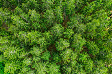Aerial view of the top of pine trees. Green fur tree background 