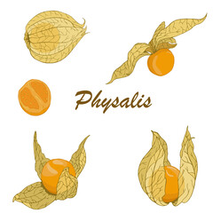 Vector set of hand drawn physalis berries. Design for fruit products packaging