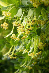 Blooming flowers of small leaved Linden tree (Tilia Cordata). Branch covered with yellow blossom used for herbal healing tea preparation. Natural background. Back to nature concept.
