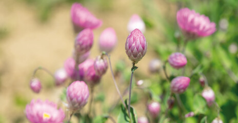 Strohblumen rosa-silber - 444018757
