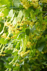 Blooming flowers of small leaved Linden tree (Tilia Cordata). Branch covered with yellow blossom used for herbal healing tea preparation. Natural background. Back to nature concept.